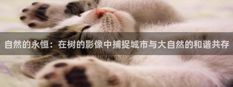 新宝gg怎么样：自然的永恒：在树的影像中捕捉城市与大自然的和谐共存